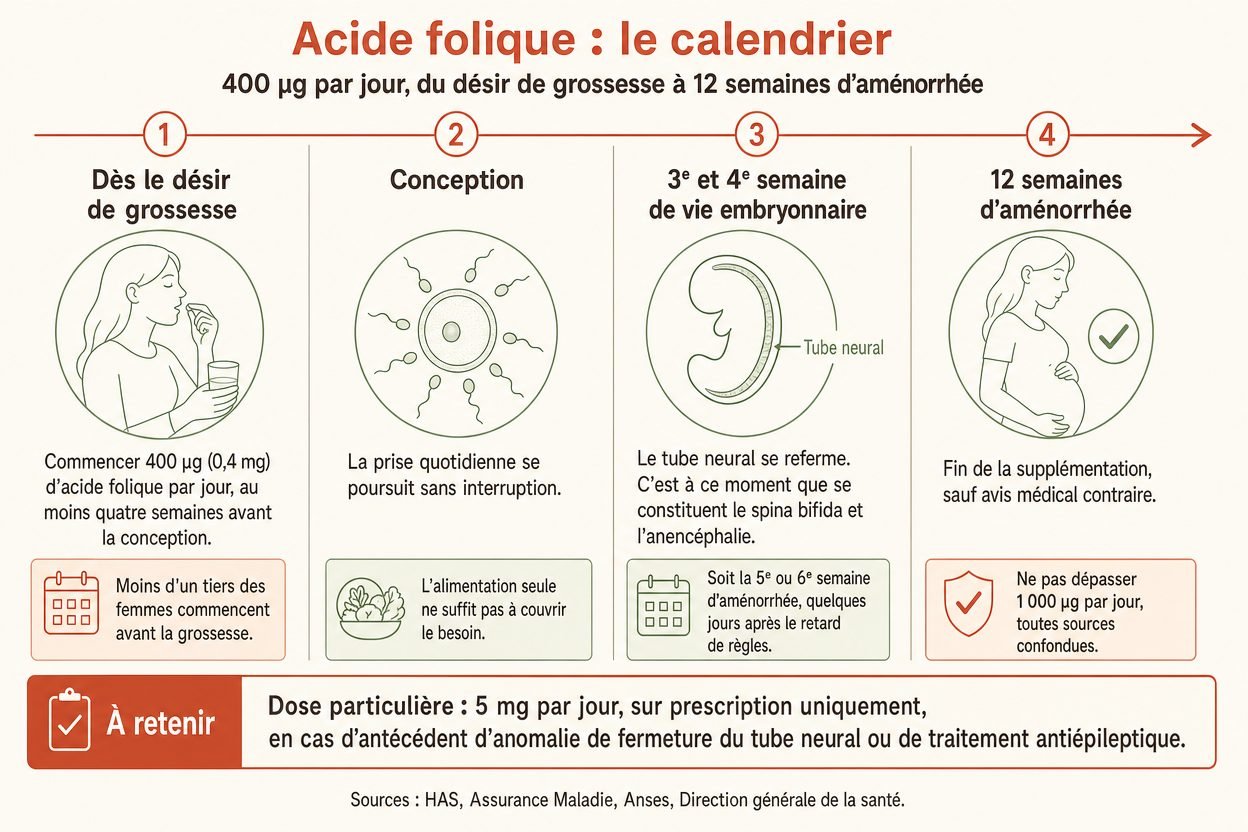 Frise du calendrier de l'acide folique : commencer 400 µg par jour au moins quatre semaines avant la conception, poursuivre la prise à la conception, fermeture du tube neural aux 3e et 4e semaines de vie embryonnaire, fin de la supplémentation à 12 semaines d'aménorrhée, et dose de 5 mg par jour sur prescription en cas d'antécédent